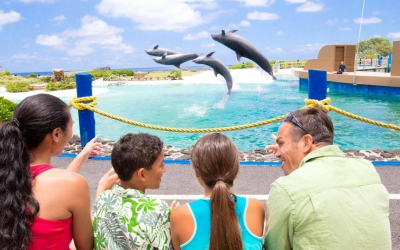 Observer Dolphin Programs in Oahu Hawaii