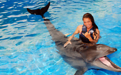 Wholphin Oahu Hawaii