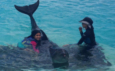 Can You Swim with Dolphins near Honolulu?