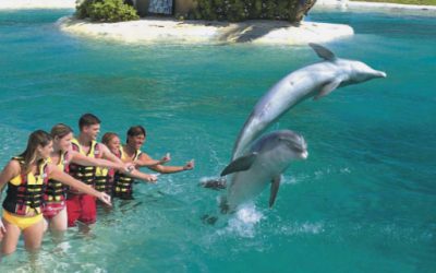 A Symphony of Joy: Swimming with Dolphins at Sea Life Park near Hyatt Regency Waikiki Beach