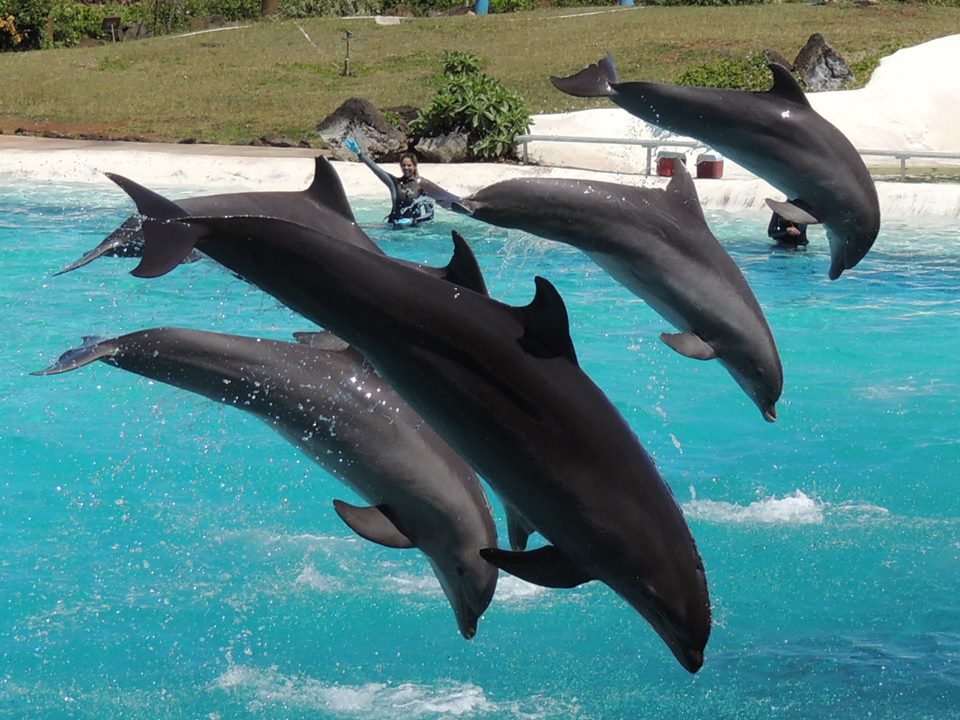 Oahu Dolphin Program Pricing (808) 442-6459