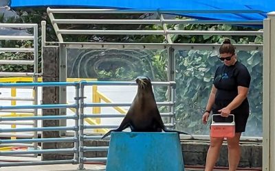 Unveiling the Spectacular Sea Lion Show at Sea Life Park: An Unforgettable Experience