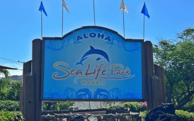 Travel to Sea Life Park Hawaii: Your Ultimate Guide from Waikiki Beach