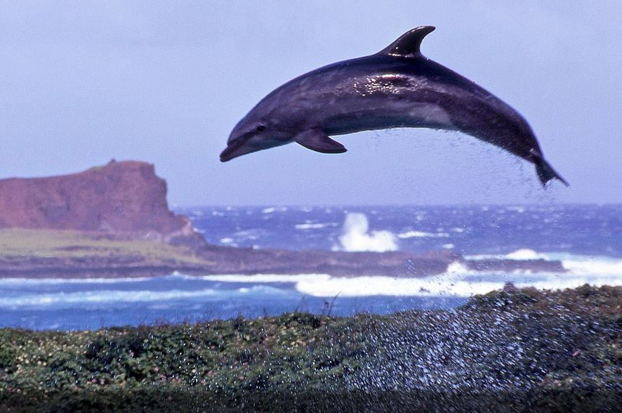 Sea Life Park Hawaii FAQ: Everything You Need to Know for Your Visit